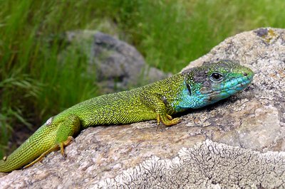 Le Lézard vert