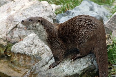 La Loutre