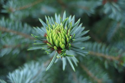 Le Sapin