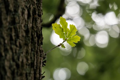 Le Chêne vert