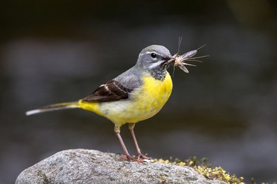 La Bergeronnette des ruisseaux