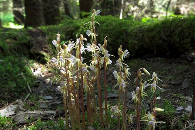 L'Epipogon sans feuilles