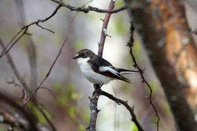 Le Gobemouche noir