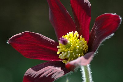 La Pulsatille rouge