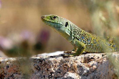 Le Lézard ocellé