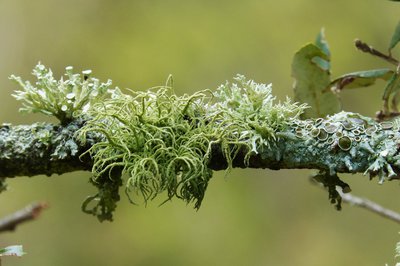 Le Lichen