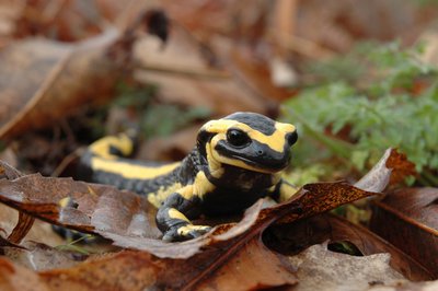 La Salamandre tachetée