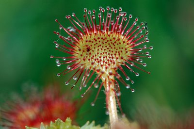 Le Drosera