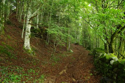 Le bois de Bauzon, F. Figuière