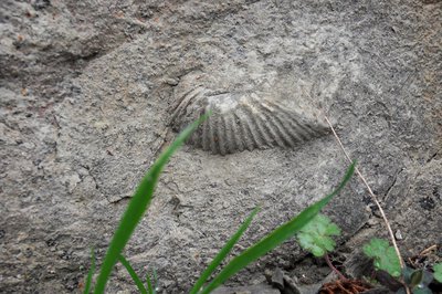 Fossile - ©PNR des Monts d