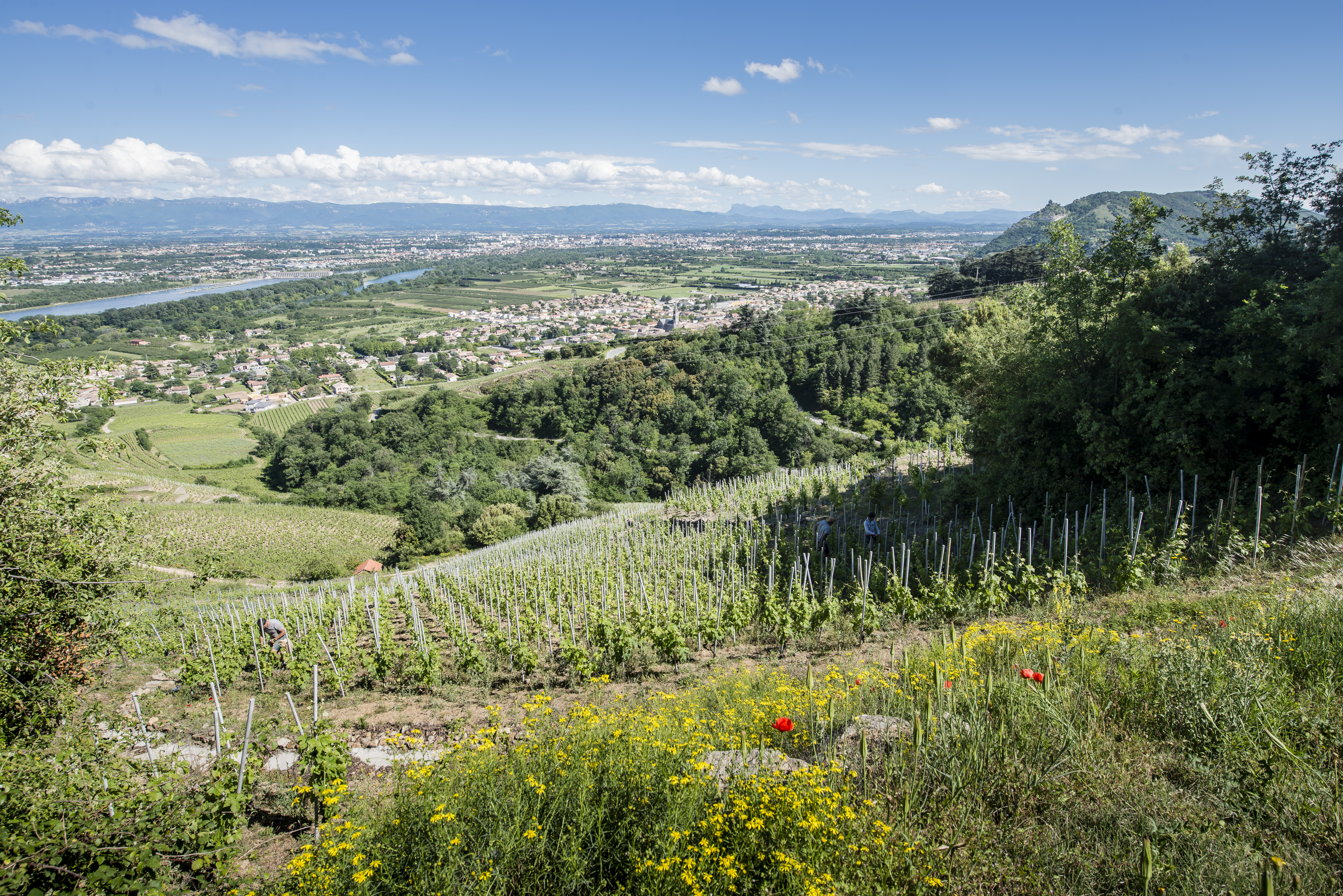 Vignoble de Cornas