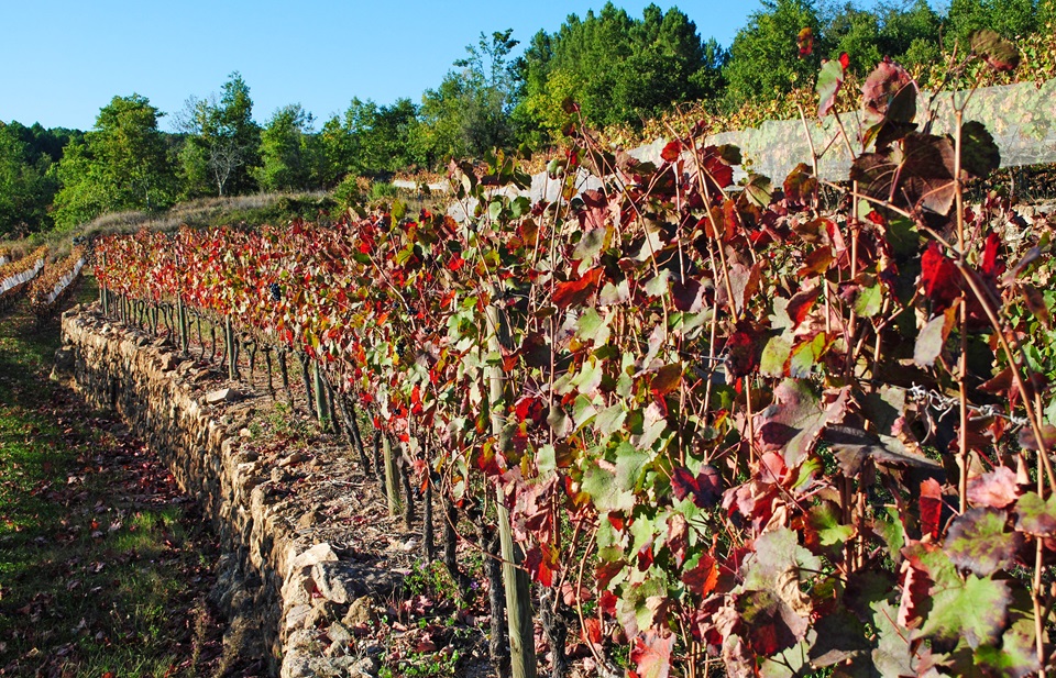 Vignes en automne - SPL Cévennes d'Ardèche