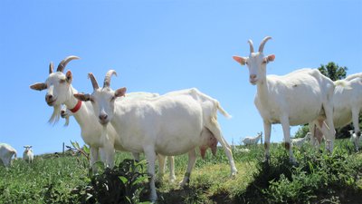 Chèvres à St-Jeure-d