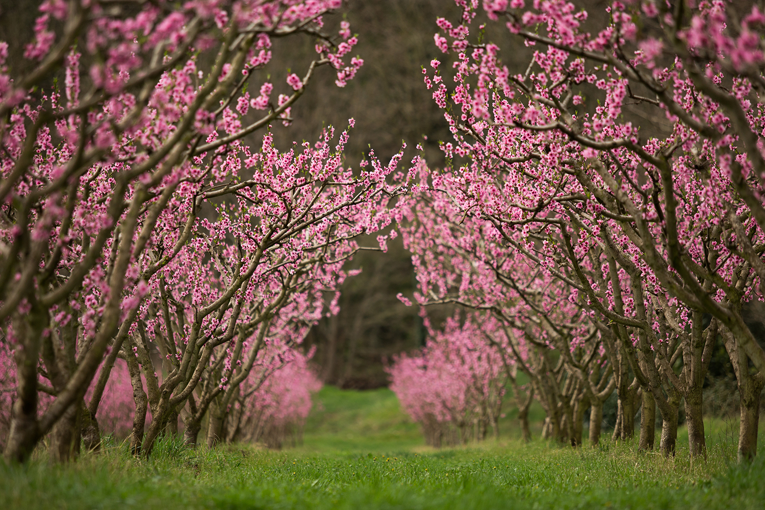 Pêchers en fleurs à proximité de La Dolce Via