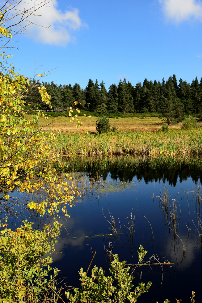 Entre rivière et tourbière