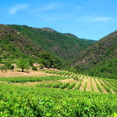 Le vignoble de la Plaine de Léouze