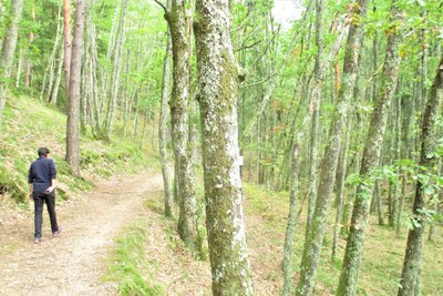 bois de la chèze