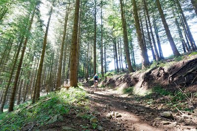 Descente en sous-bois