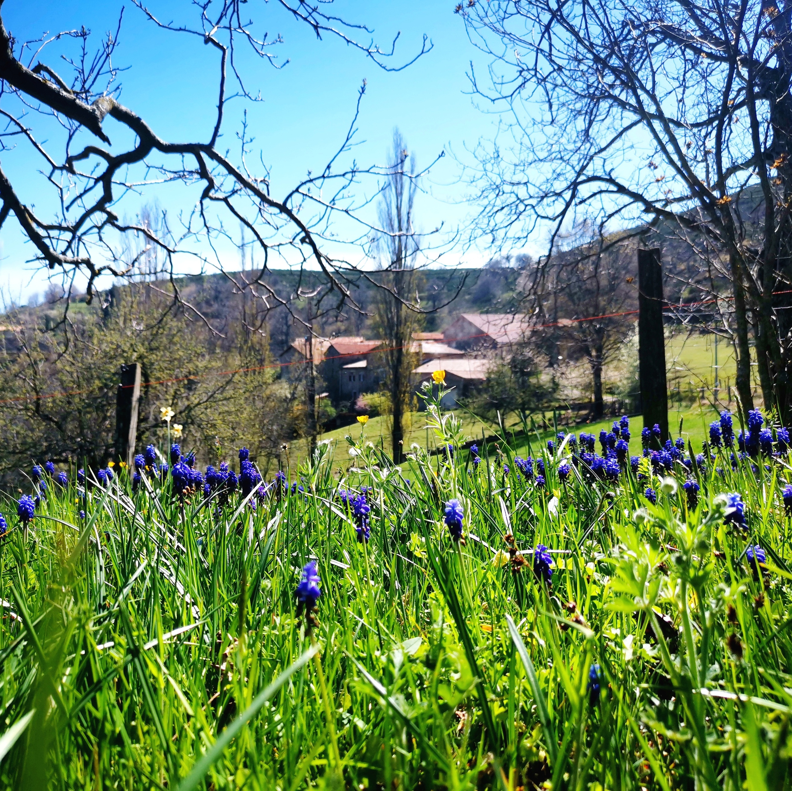 Muscaris (ou jacinthes à grappes) au hameau Intres