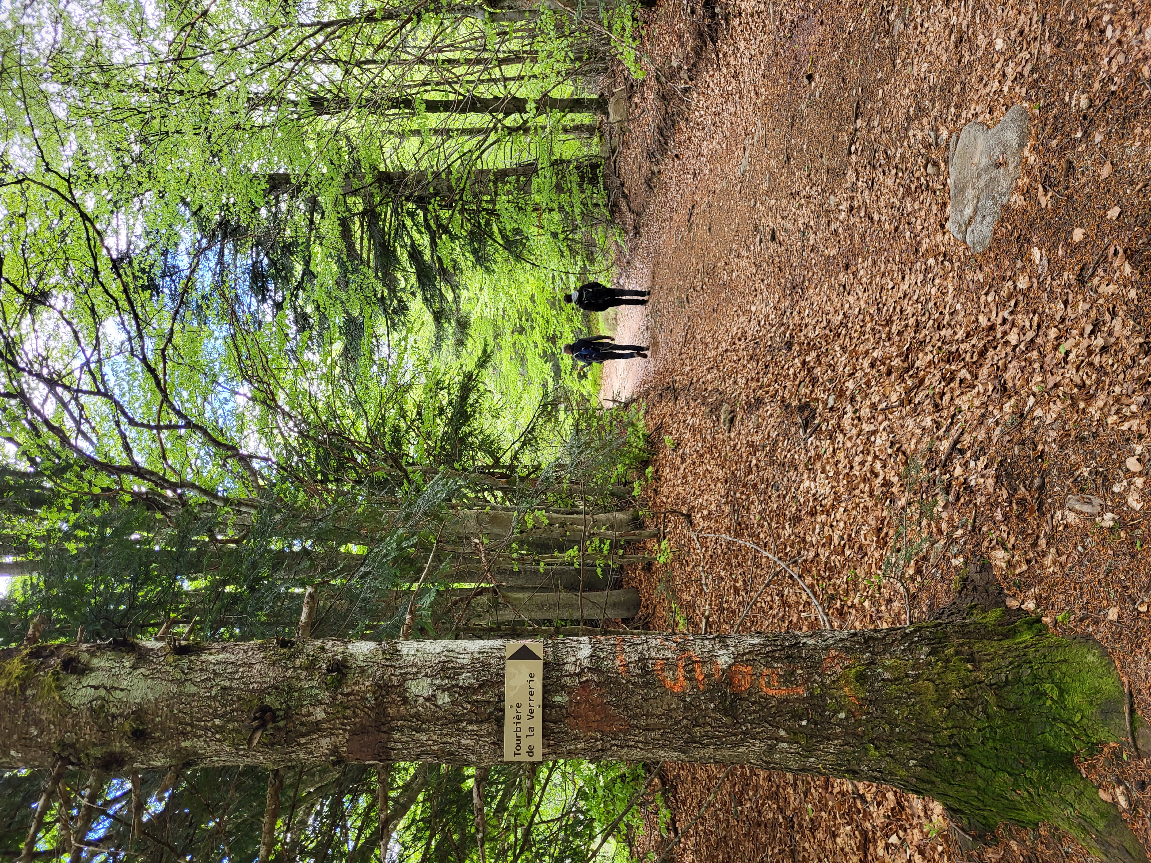 Dans la forêt de hêtres