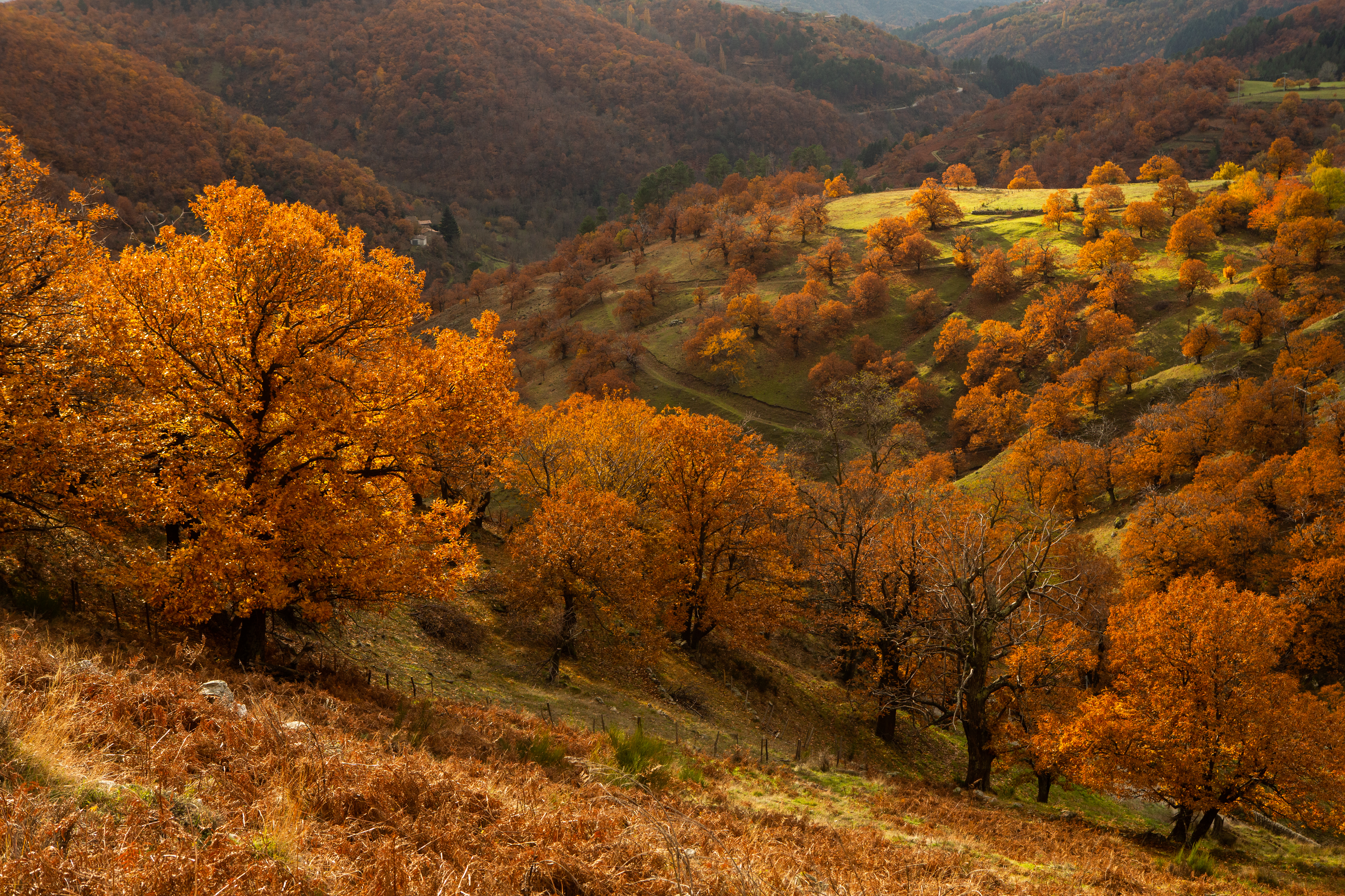 châtaigneraie en automne à Genestelle