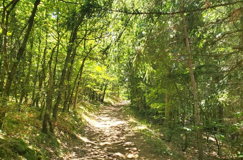 La forêt de Japperenard