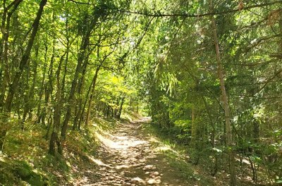 La forêt de Japperenard