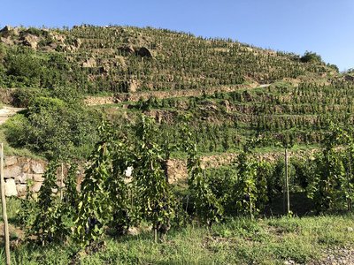 Vignobles en terrasse