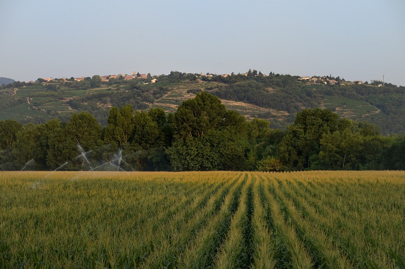 Champs et vue sur les vignobles