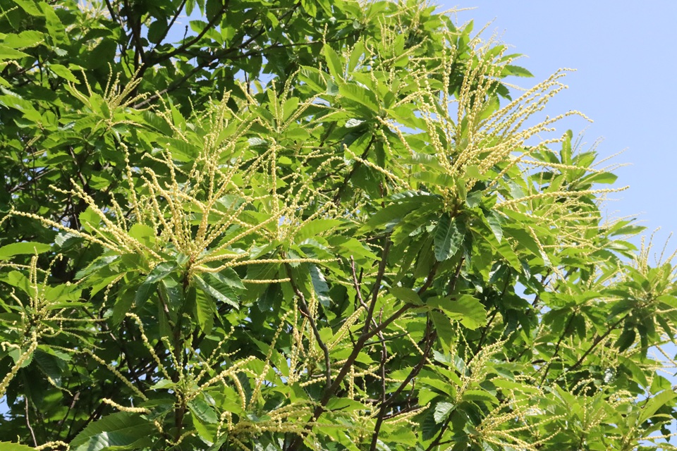 Châtaignier en fleur