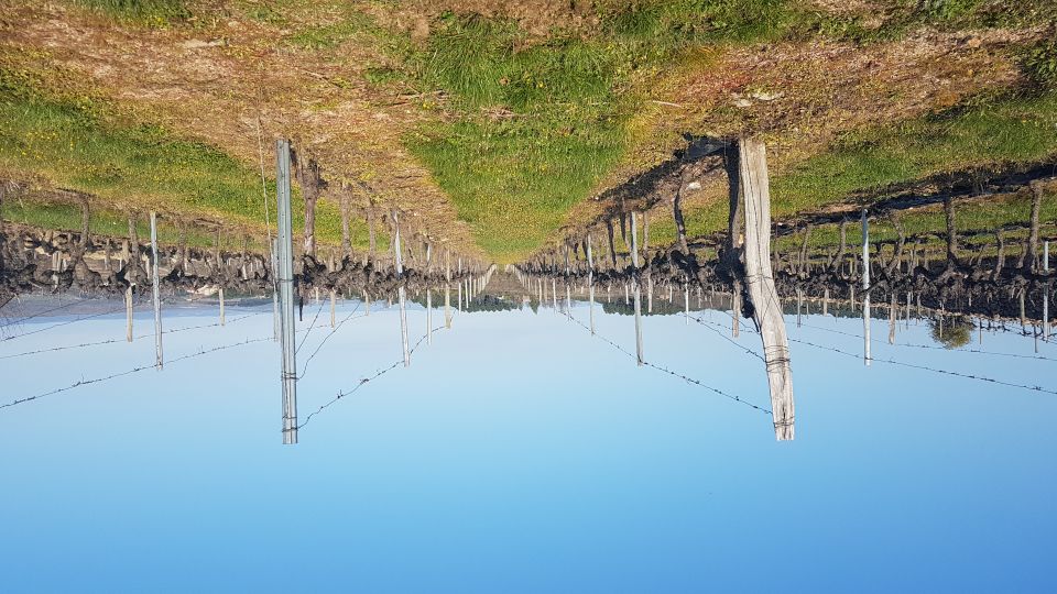 Paysage de vignes
