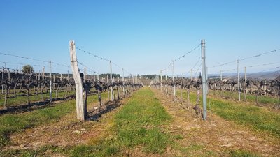 Paysage de vignes