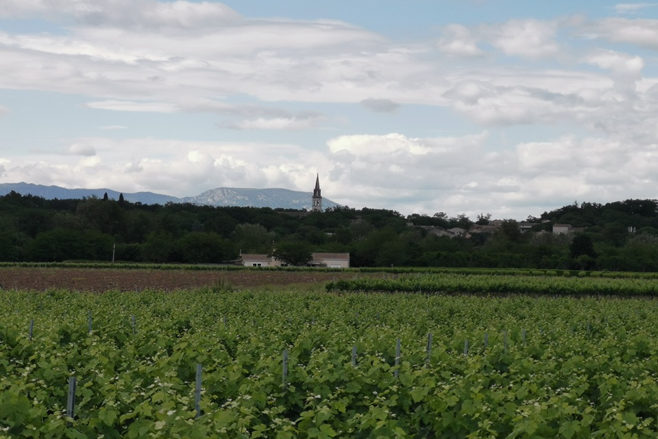 Au loin, le Tanargue