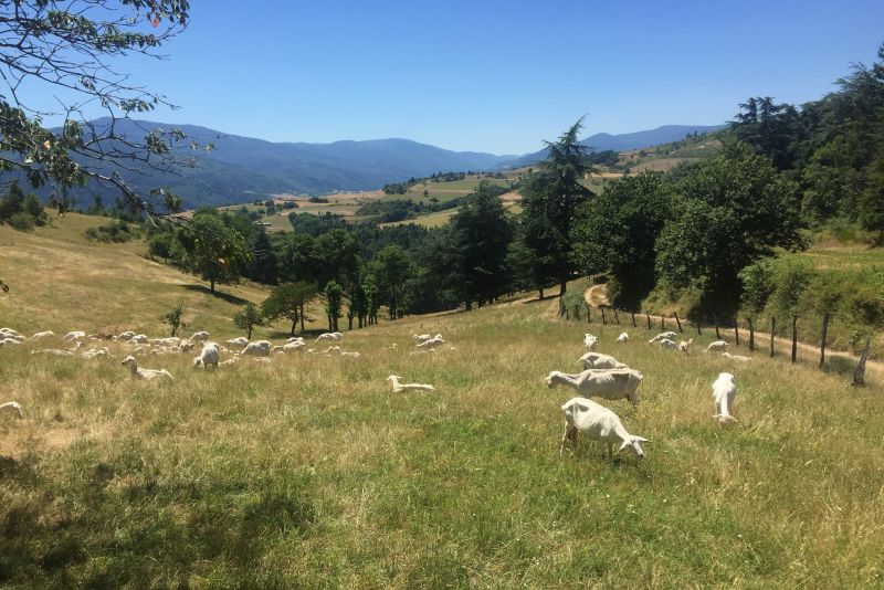 Troupeau de chèvres sur la randonnée Toissieu