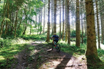 Dans la forêt préservée