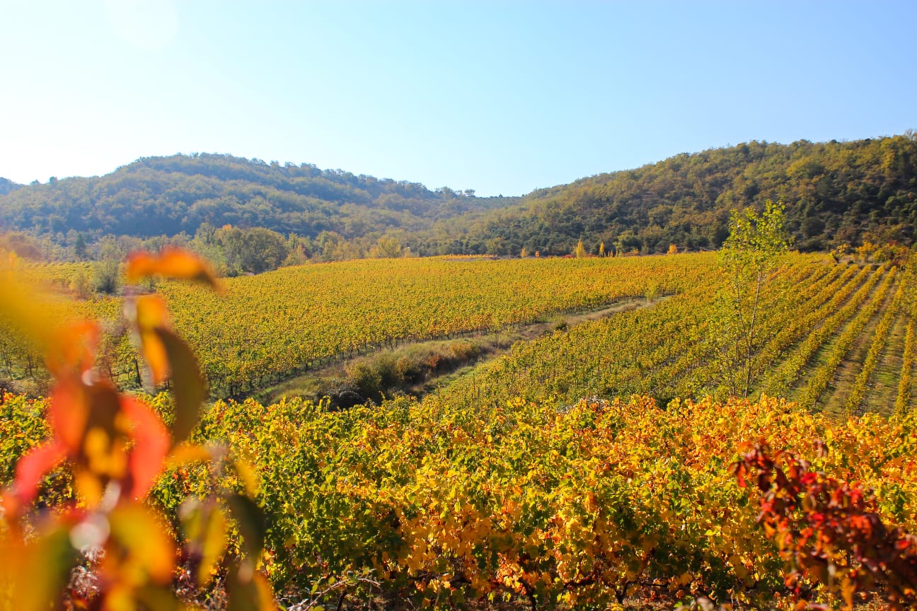 Vignes en automne