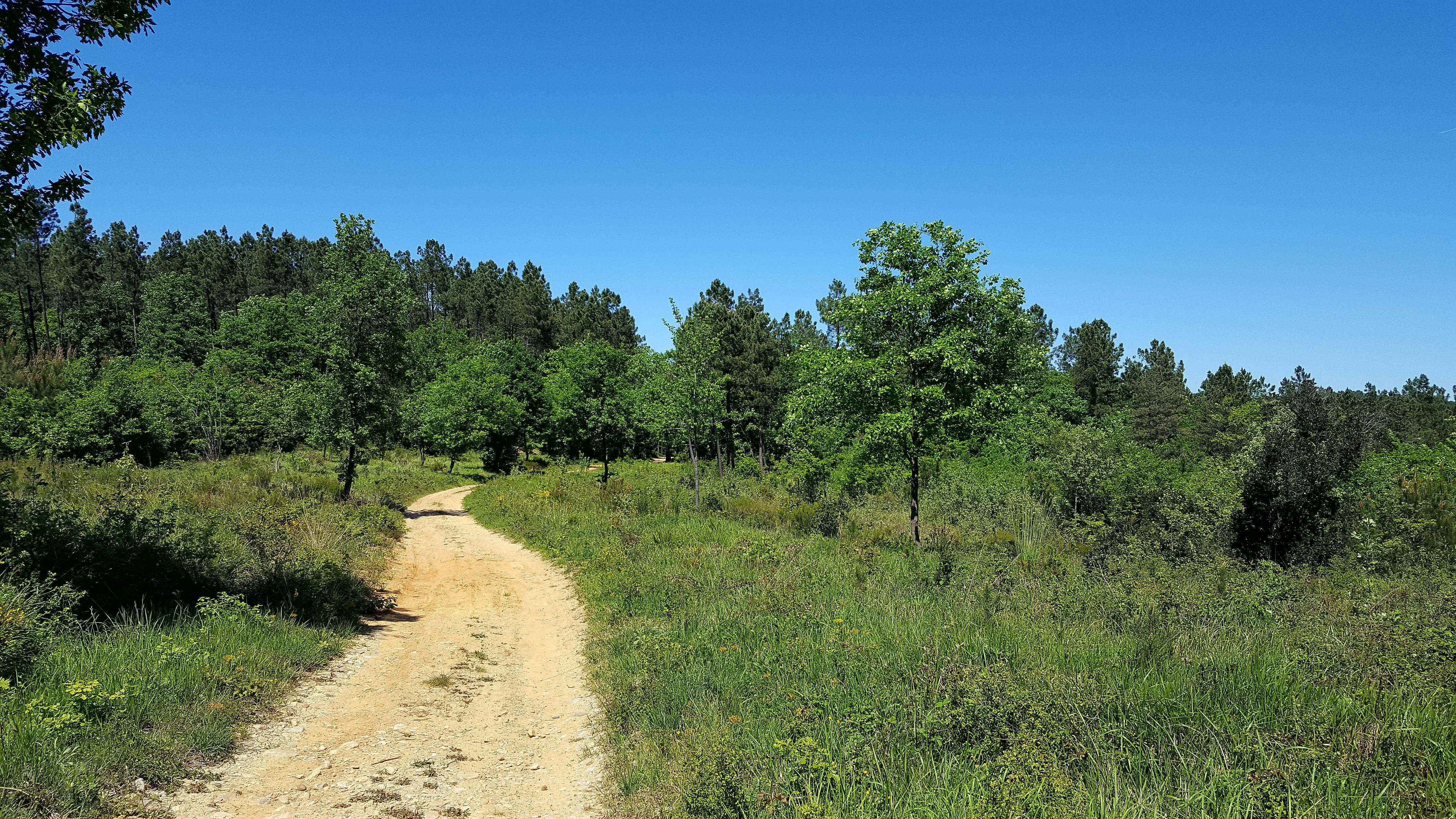 Le bois des Bruyères