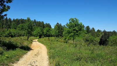 Le bois des Bruyères